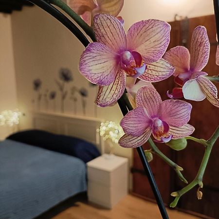 דירות לוקה Il Giardino Segreto מראה חיצוני תמונה