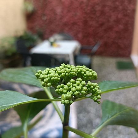 דירות לוקה Il Giardino Segreto מראה חיצוני תמונה