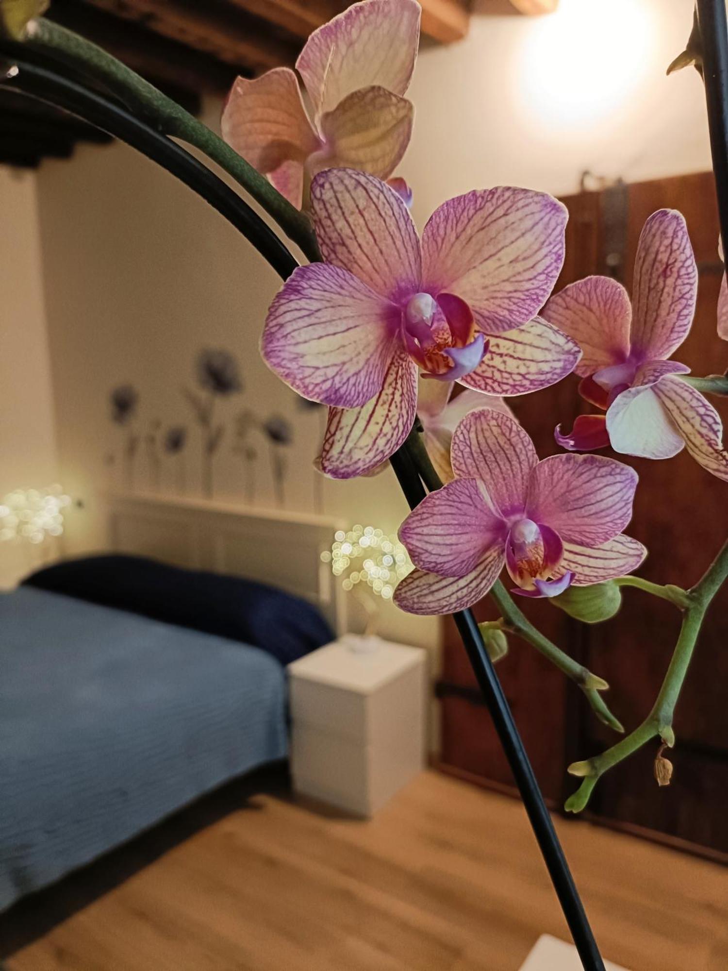 דירות לוקה Il Giardino Segreto מראה חיצוני תמונה
