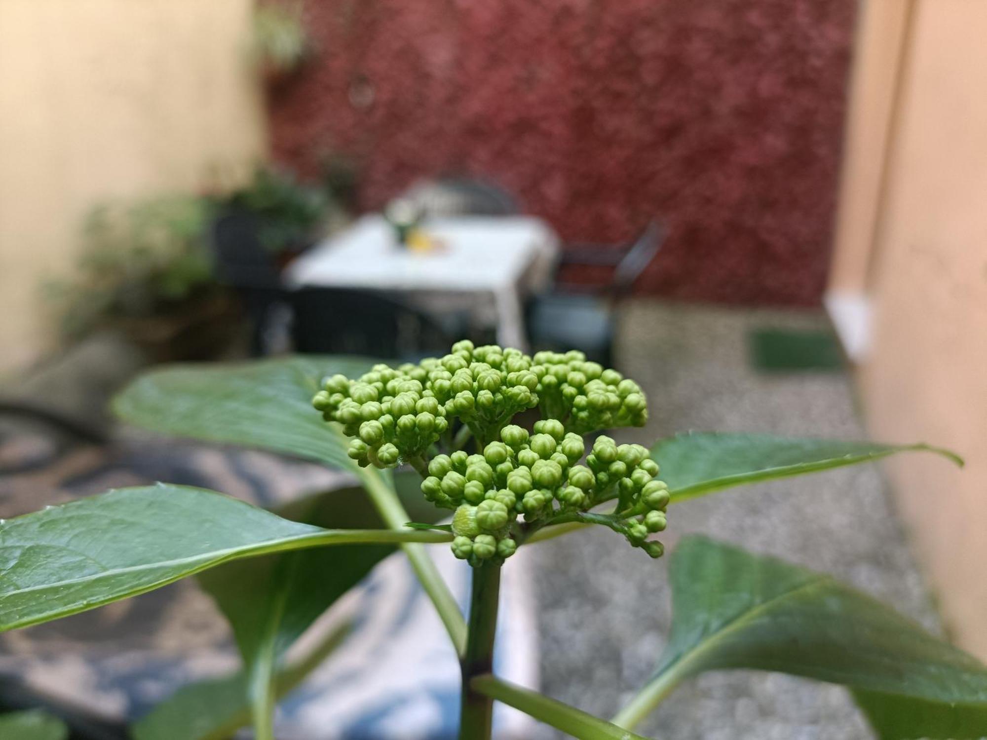 דירות לוקה Il Giardino Segreto מראה חיצוני תמונה